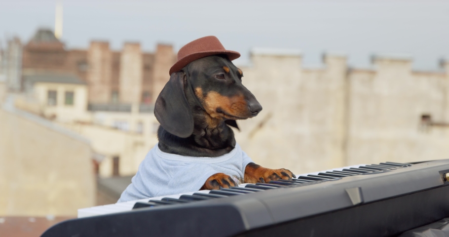 Funny dachshund dog in hat plays contemporary synthesizer keyboard dancing while performs ON building roof at music concert closeup