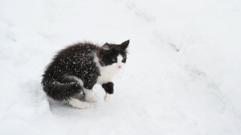 cute fluffy kitten cat playing in the snow winter . High quality 4k footage	