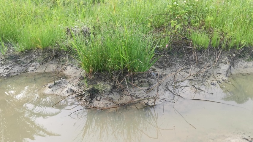 wild water manna grass at the muddy ground