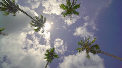 Low angle view Coconut tree blue sky and sunlight in sunny day. Shot on Gimbal high quality slow movement