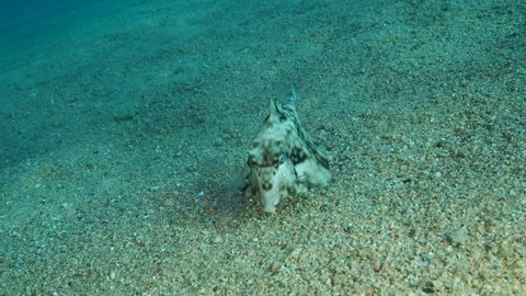 Close-up of Boxfish looking for food on the sandy bottom. Thornback Boxfish or Camel Cowfish (Tetrosomus gibbosus), Slow motion