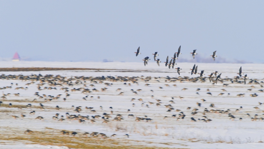 flock of wild geese (branta ruficollis) in natural habitat in winter
 Royalty-Free Stock Footage #1080678287