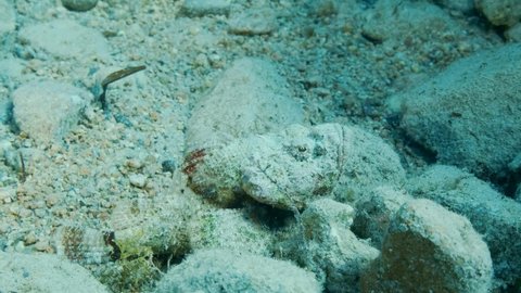 Scorpion fish is well disguised among the stones, mimicry. Devil Scorpionfish or False stonefish (Scorpaenopsis diabolus)