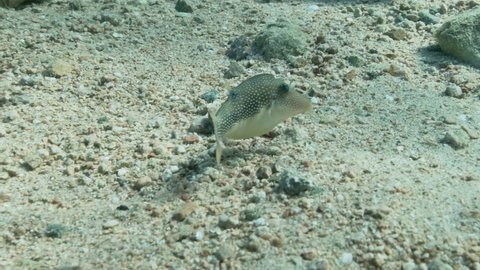 Pufferfish slowly swims above sandy seabed. Pearl Toby (Canthigaster margaritata), Close up, Slow motion