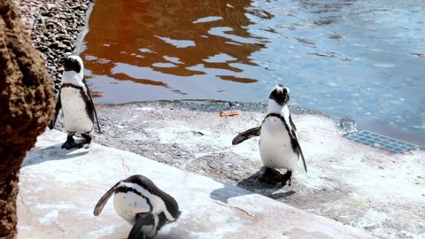 Penguins stand on the shore and clean their feathers