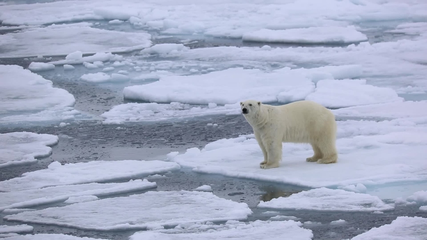 A polar bear walking and crossing from ice block to another