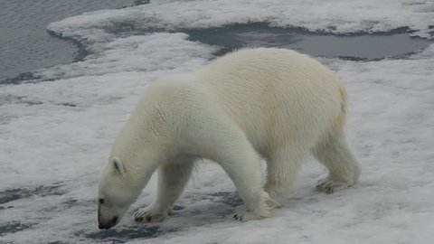 A polar bear sniffs the air and the ice, very close to camera, and withdraw