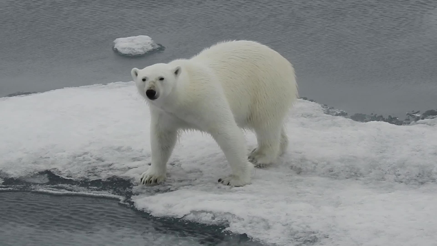 A polar bear sniffs the air and the ice, very close to camera, and stands up on 2 legs Royalty-Free Stock Footage #1080680642