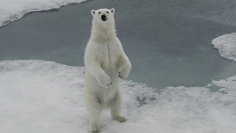 A polar bear sniffs the air and the ice, very close to camera, and stands up on 2 legs
