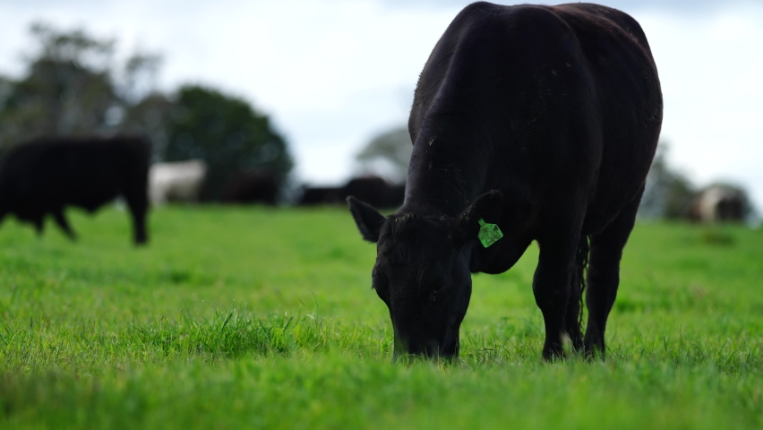 Close up of beef cows and calfs grazing on grass in Australia, on a farming ranch. Cattle eating hay and silage. breeds include speckled park, Murray grey, angus, Brangus, hereford, wagyu, dairy cows. Royalty-Free Stock Footage #1080680747