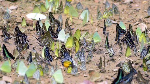 Butterflies swarm eats minerals in Ban Krang Camp, Kaeng Krachan National Park at Phetchaburi, Thailand.