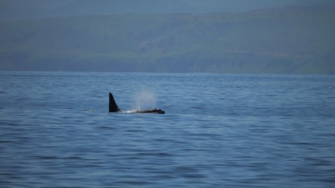 Big orca killer whale swimming in dark Pacific waters. Giant mammal on surface of oceanic water with beautiful mountains on background. Orca whale in it's natural habitat. Gigantic orca showing on