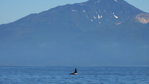 Big orca killer whale swimming in dark Pacific waters. Giant mammal on surface of oceanic water with beautiful mountains on background. Orca whale in it's natural habitat. Gigantic orca showing on