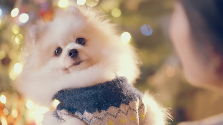 close up cute lovely moment asian female woman hand hold hug cute little lapdog pomeranian dog friend with tender and happiness smiling in winter christmas eve moment