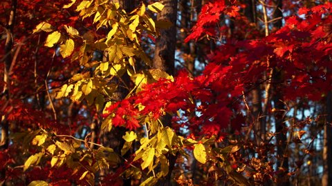 Bright yellow and red leaves rustling on the tree branches at nice sunny autumn day. Golden fall in the park, beautiful bright autumnal colors