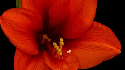 Macro time lapse blooming red Amaryllis (Hippeastrum) flower, isolated on pure black background