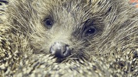 Hedgehog - needle wild animal, portrait close up. 4K UHD video footage 3840X2160.