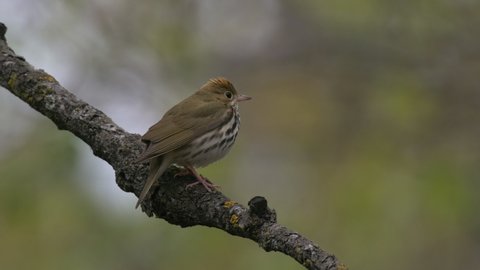 Ovenbird Bird or Songbird in Wisconsin Northern Forest in Spring