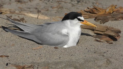Least Tern Bird Nesting Incubating on Missouri Rive Sandbar in Summer