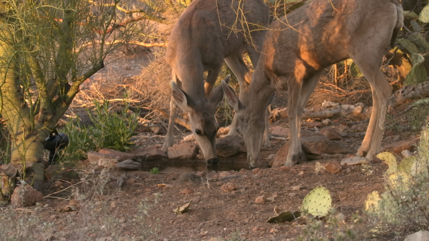 Mule Deer Doe Female Drinking Watering in Desert Water Hole in Summer