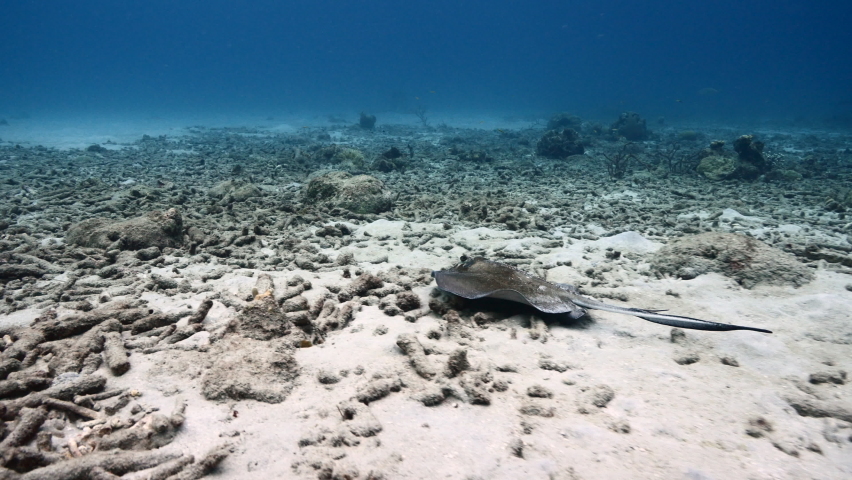 Seascape with Southern Stingray in coral reef of Caribbean Sea, Curacao
