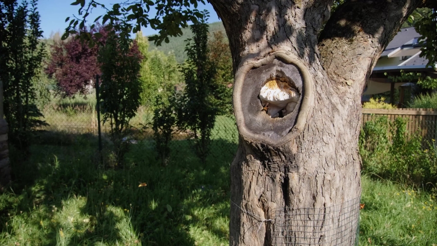 European hornet (Vespa crabro) nest in apple tree orchard, yellow wasp in garden