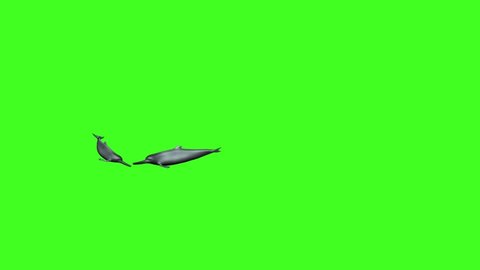 2 Dolphins swimming, 3D River dolphin Swim animation,Green screen, Aquatic animal, Dolphin animation, Dolphin chroma , single dolphin swimming, ocean, Sea , river