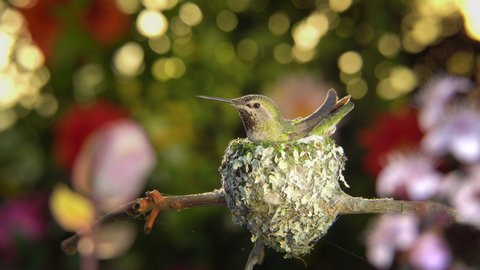 Hummingbird calling one day before hatching day