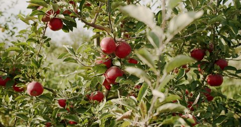 Apple tree. Beautiful ripe red apples fruits on tree background of sun in garden