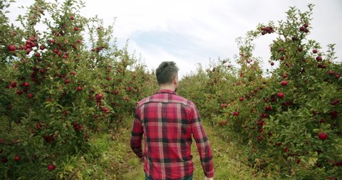 The farmer walks through the garden of ripe red apples on a sunny day