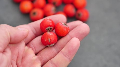 medicinal hawthorn fruit from forest fruits, red hawthorn fruit,