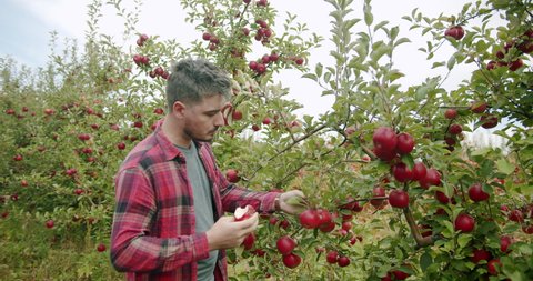 A young man eating a red apple on the background of apple trees, smile and happy