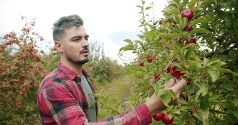 the farmer approaches the red apple tree and analyzes it, looking at the fruit