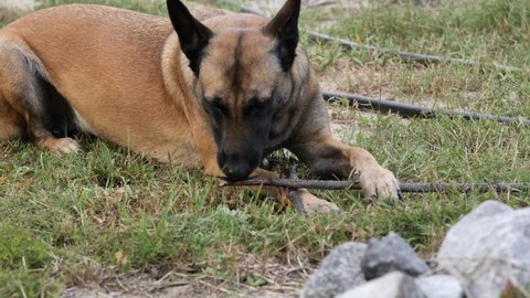 Belgian Malinois Stock Video Footage 4k And Hd Video Clips Shutterstock