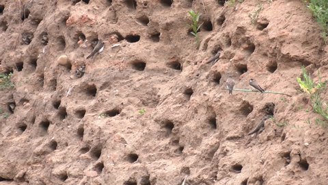 Bird's nests are like burrows dug in loose earth soil. Where swifts live in nature. Sand Martin (Riparia riparia).Wild bird in a natural habitat. Stock video