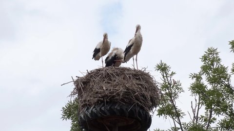 Three young storks in the nest. White stork (Ciconia ciconia). Three white stork, ciconia ciconia, chicks standing on nest and waiting in summer nature. 
