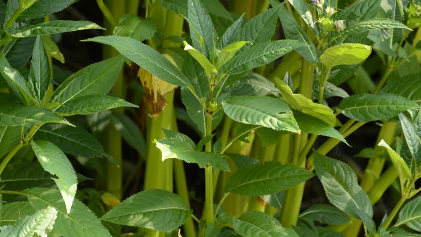 policeman-s-helmet-impatiens-glandulifera-invasive-species-stock