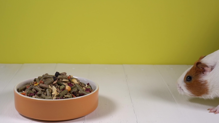 Close-up view 4k stock video portrait of cute careful funny rodent home guinea pig sniffing food granules with great interest