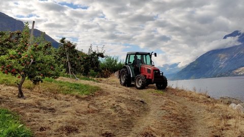 Tractor with farmer and granddaughter reversing at fruit farm close to the sea in Hardanger Norway - Static handhed scenic shot showinging tractor in between fruit trees and fjord