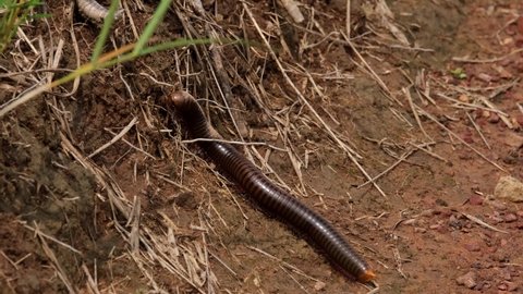 Seening towards the left as the camera slides with it revealing reddish brown soil, plants, roots, while climbing a slope; Millipede, Diplopoda, Thailand.
