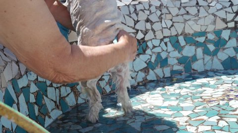 4k video of senior woman bathing her bichon maltese dog