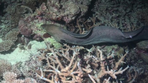 giant moray eel scans coral reef for prey during night, searching crevices and hollows