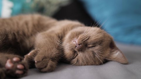 Sweet kitten twitching in sleep, dreaming with its head upside down. Cinnamon colored British Shorthair cat.