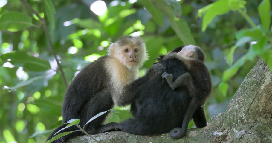White faced monkeys with a baby being grommed, capuchin monkeys, cebus capucinus. | Shutterstock HD Video #1080723275