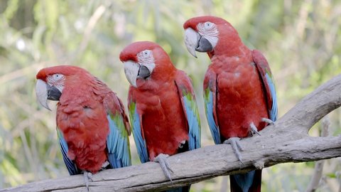 Static close up shot of three Red and Green Macaws, Ara chloropterus. The colorful parrots perched close to each other on a tree branch looking at the same direction against green jungle background.