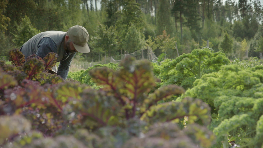 SLIDER cinematic shot L2R of handsome farmer harvesting green chard Royalty-Free Stock Footage #1080724889