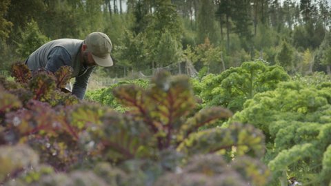 SLIDER cinematic shot L2R of handsome farmer harvesting green chard