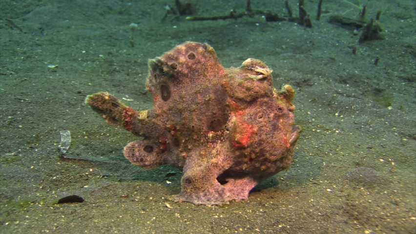 painted frogfish walks using ventral fins as legs, side view medium shot, sandy bottom during daylight Royalty-Free Stock Footage #1080727115