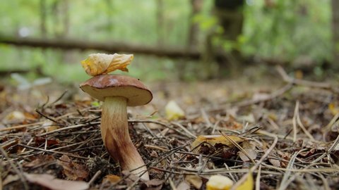 Ripe boletus mushroom in the autumn forest, the hand of a mushroom picker cuts a bolete mushroom with a mushroom knife.