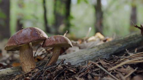 Ripe two bay bolete mushrooms (badius) in the autumn forest. Dolly move.